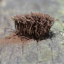 Attēlu rezultāti vaicājumam “Stemonitis fusca spores”