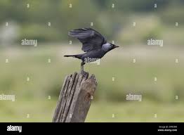 Attēlu rezultāti vaicājumam “Corvus monedula adult”