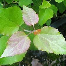 Attēlu rezultāti vaicājumam “Populus tremula leaf”