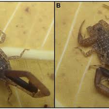 Attēlu rezultāti vaicājumam “Milesina murariae”