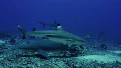 Image result for Negaprion acutidens