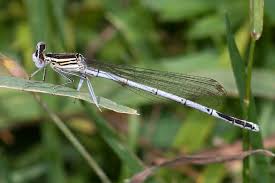 Attēlu rezultāti vaicājumam “Platycnemis pennipes”