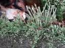 Attēlu rezultāti vaicājumam “Cladonia ochrochlora”
