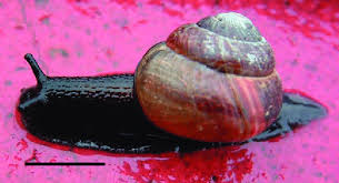 Attēlu rezultāti vaicājumam “Arianta arbustorum”