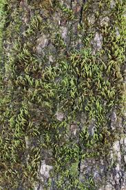 Attēlu rezultāti vaicājumam “Leucodon sciuroides”