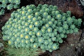 Attēlu rezultāti vaicājumam “Rhodiola rosea”