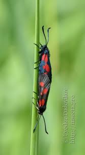 Attēlu rezultāti vaicājumam “Zygaena viciae”