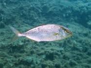 Image result for Seriola dumerili