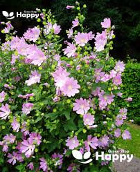 Attēlu rezultāti vaicājumam “Malva moschata flower”