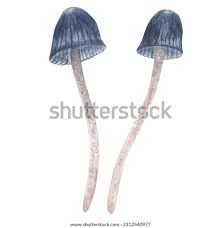 Attēlu rezultāti vaicājumam “Mycena amicta”