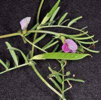 Attēlu rezultāti vaicājumam “Vicia angustifolia”