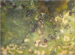 Attēlu rezultāti vaicājumam “Thelopsis rubella”