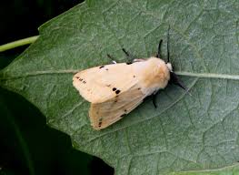 Attēlu rezultāti vaicājumam “Spilosoma lutea”
