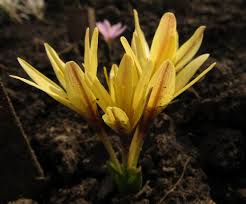Attēlu rezultāti vaicājumam “Colchicum luteum flower”