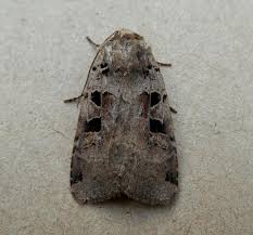 Attēlu rezultāti vaicājumam “Xestia triangulum”