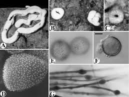 Attēlu rezultāti vaicājumam “Arcyria affinis young”