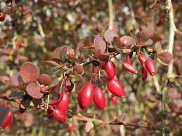 Attēlu rezultāti vaicājumam “Berberis thunbergii fruit”