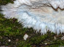 Attēlu rezultāti vaicājumam “Phlebia centrifuga”