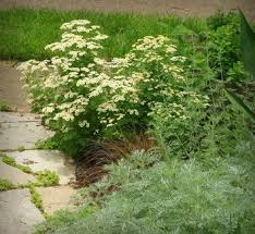 Image result for Chrysanthemum ptarmiciflorum