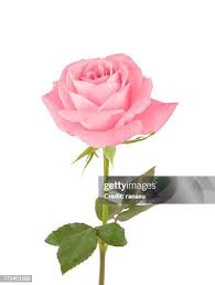 Image result for FOTO ROSA