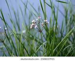 Attēlu rezultāti vaicājumam “Butomaceae”