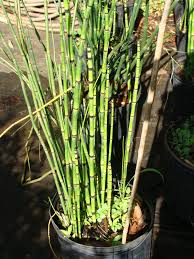 Attēlu rezultāti vaicājumam “Equisetum hyemale”