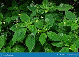 Attēlu rezultāti vaicājumam “Impatiens parviflora leaf”