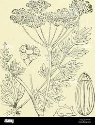Attēlu rezultāti vaicājumam “Libanotis montana”
