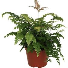 Attēlu rezultāti vaicājumam “Exobasidium splendidum”