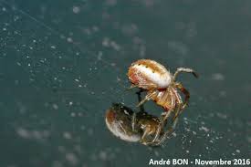 Attēlu rezultāti vaicājumam “Araniella”