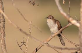 Image result for Coccyzus erythropthalmus