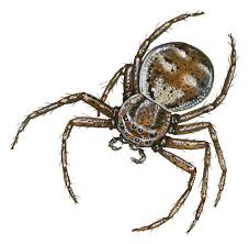 Attēlu rezultāti vaicājumam “Thomisidae”