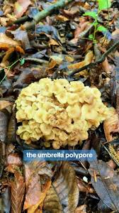 Attēlu rezultāti vaicājumam “Polyporus umbellatus”