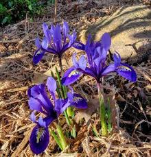Attēlu rezultāti vaicājumam “Iris reticulata flower”