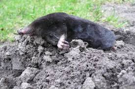 Attēlu rezultāti vaicājumam “Talpa europaea”