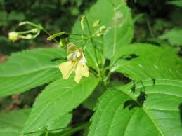 Attēlu rezultāti vaicājumam “Impatiens parviflora”