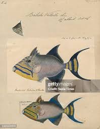 Image result for Balistes vetula