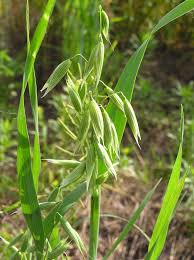 Attēlu rezultāti vaicājumam “Avena sativa fruit”