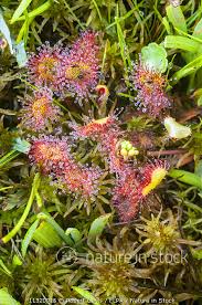 Attēlu rezultāti vaicājumam “Drosera rotundifolia leaf”
