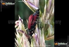 Attēlu rezultāti vaicājumam “Malachidae”