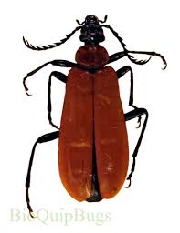 Attēlu rezultāti vaicājumam “Pyrochroidae larva”