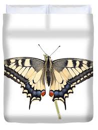 Attēlu rezultāti vaicājumam “Papilio machaon”