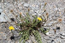 Attēlu rezultāti vaicājumam “Leontodon hispidus leaf”