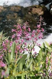 Image result for Epilobium angustifolium