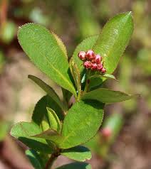 Attēlu rezultāti vaicājumam “Aronia melanocarpa bud”