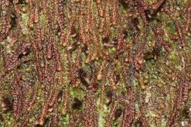 Attēlu rezultāti vaicājumam “Nowellia curvifolia”