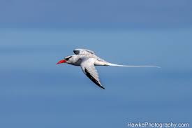 Image result for Phaethon aethereus