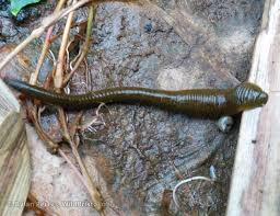 Attēlu rezultāti vaicājumam “Haemopis sanguisuga”