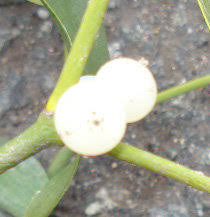 Attēlu rezultāti vaicājumam “Viscum album leaf”