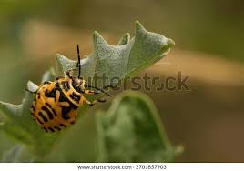 Attēlu rezultāti vaicājumam “Eurydema dominulus”